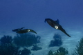   Curious squid  
